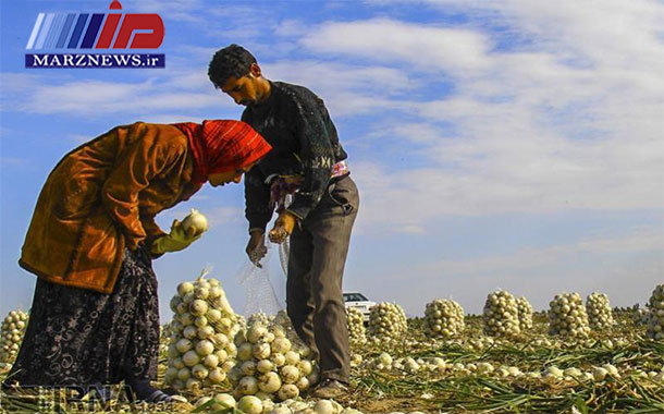 ممنوعیت صادرات، قیمت پیاز را ۲ هزار تومان کاهش داد