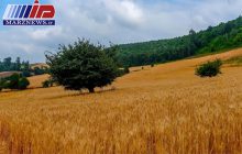 پیش بینی افزایش ۷۰ درصدی تولید گندم در مازندران