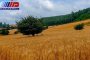 پیش بینی افزایش ۷۰ درصدی تولید گندم در مازندران