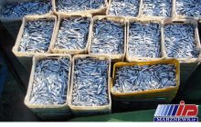 صید ۱۸هزار تنی ماهی کیلکا در دریای مازندران