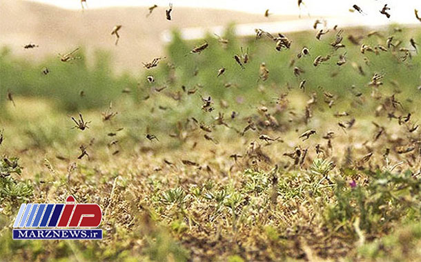 ۱۹هزار هکتار زمین کشاورزی هرمزگان علیه ملخ صحرایی سمپاشی شد