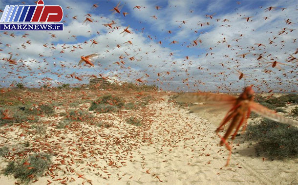 خراسان جنوبی برای مقابله با ملخ های صحرایی آماده است