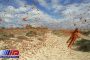 هجوم ملخ های صحرایی به مراتع و طبیعت چابهار