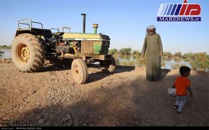 گندم‌هایی که سیاه‌پوش شدند