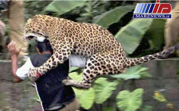 حمله پلنگ ، بانوی دامدار سوادکوهی را روانه بیمارستان کرد