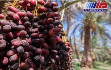 ممنوعیت صادرات خرما، بازارجهانی را به عربستان می دهد