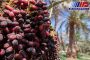 ممنوعیت صادرات خرما، بازارجهانی را به عربستان می دهد