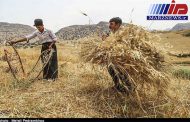 خرید گندم در سیستان و بلوچستان از مرز ۱۵۰۰۰ تن گذشت