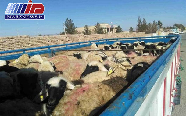 توقیف و مهار ۴۰۰ راس احشام در هنگ مرزی درگز
