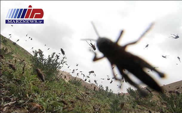 سیستان و بلوچستان رتبه نخست مبارزه با ملخ صحرایی در کشور را دارد