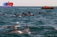 خلیج گواتر چابهار، جشنواره همیشگی موج سواری دلفین ها