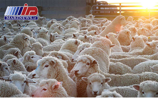 ۲۲۹۳ رأس دام سبک و سنگین از مرز اینچه برون وارد کشور شد