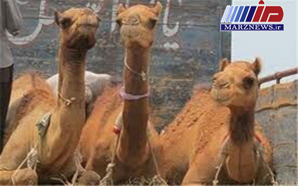 نخستین محموله شتر شیری وارد سیستان و بلوچستان شد