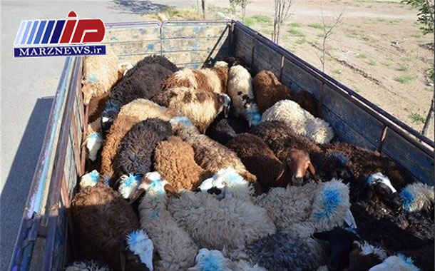 ۹۵ راس دام قاچاق در استان کرمانشاه کشف شد