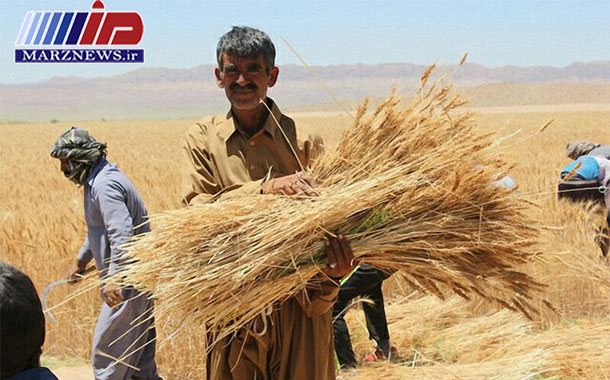 سنجش میزان هدر رفت گندم در مزارع گلستان