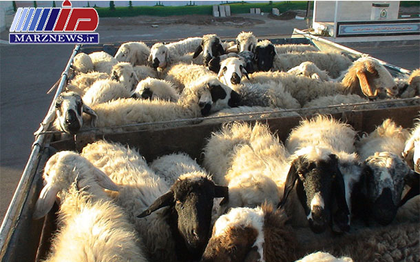 محموله دام قاچاق در مرز مریوان توقیف شد