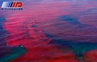 پدیده کشند قرمز در منطقه دریا بزرگ چابهار مشاهده شد