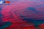 پدیده کشند قرمز در منطقه دریا بزرگ چابهار مشاهده شد