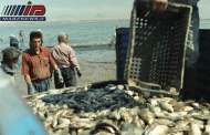 آغاز فصل صید ماهی در دریاچه پشت سد ارس منطقه آزاد ماکو
