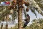خرمای خراسان جنوبی و  ناتمام فرآوری