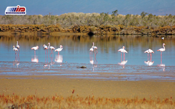 بهشت پرندگان؛ جزیره‌ای در ایران