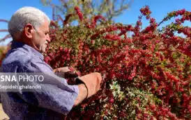 مبنای قیمت‌گذاری زرشک باید کشاورزان و متولیان این محصول باشند