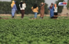 هزاران کشاورز خوزستانی در معرض ورشکستگی
