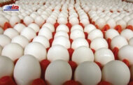 صادرات ۲۵۰۰ تُن تخم مرغ خوراکی از کرج به کشورهای همسایه