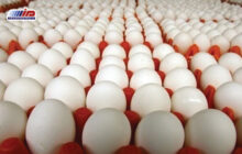 صادرات ۲۵۰۰ تُن تخم مرغ خوراکی از کرج به کشورهای همسایه