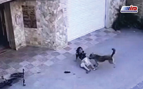 گزارش ویژه از حمله سگ‌های ولگرد به کودکان مازندران