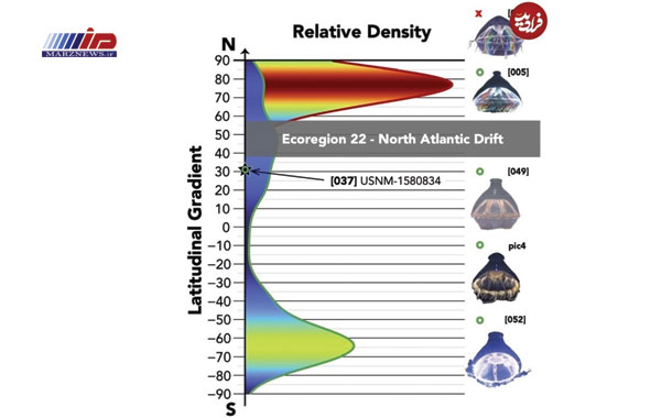 شناسایی یک «مرز» مرموز در اقیانوس که عروسهای دریایی از آن عبور نمیکنند