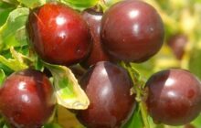 سرمایه‌گذاری در عناب؛ فرصت طلایی توسعه داروسازی خراسان جنوبی