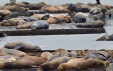 کشف لاشه یک فوک خزری در ساحل جویبار؛ شمار تلفات به ۴۴ قلاده رسید