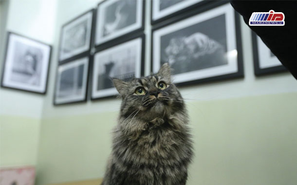 سگ و گربه‌های سالمی که صاحبشان را تا مرز مرگ می‌برند!