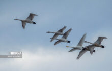 نخستین گروه درناهای خاکستری مهاجر در مرزهای شرقی کشور فرود آمدند