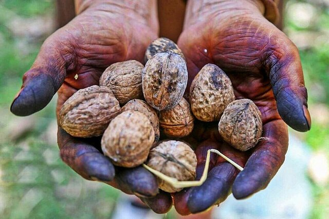 روایت برداشت گردو در روستاهای کردستان