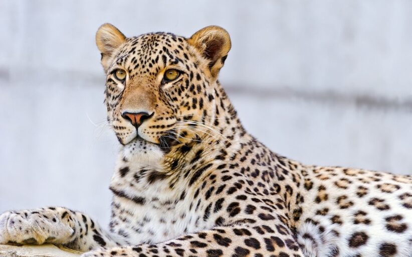 ظهور باشکوه پادشاه کوهستان در سپیده‌دم خراسان‌شمالی
