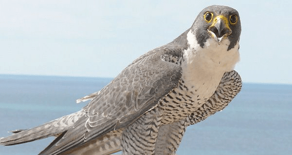 نقشه‌ قاچاق پرندگان کمیاب به خلیج‌فارس خنثی شد