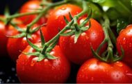 ابلاغ ممنوعیت صادرات گوجهفرنگی زراعی