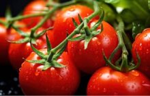 ابلاغ ممنوعیت صادرات گوجه‌فرنگی زراعی