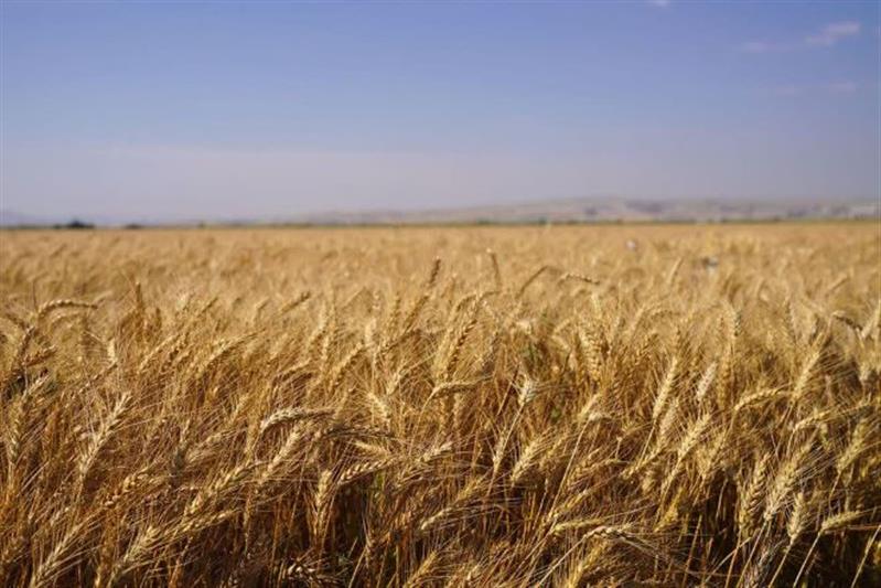 بررسی میدانی طرح‌های پژوهشی و لاین‌های امیدبخش در مركز تحقیقات كشاورزی آذربایجان غربی
